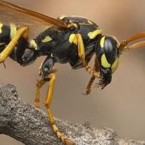 Αλλεργία στις σφήκες και τις μέλισσες