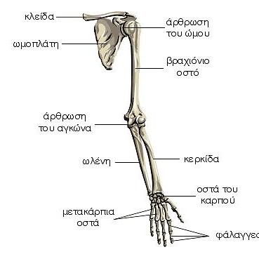 Ο σκελετός του άνω άκρου