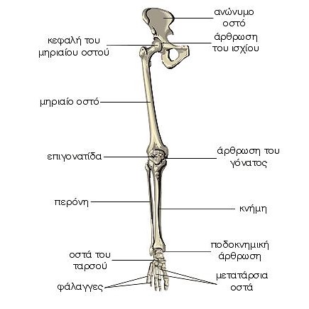 Ο σκελετός των κάτω άκρων