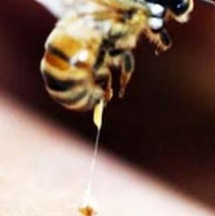 Μελισσοθεραπεία