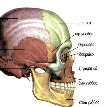 Ο σκελετός της κεφαλής - Οστά κρανίου